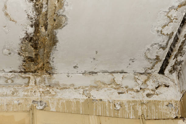 Best Air Quality Testing for Mold Spores  in Manhattan, NY